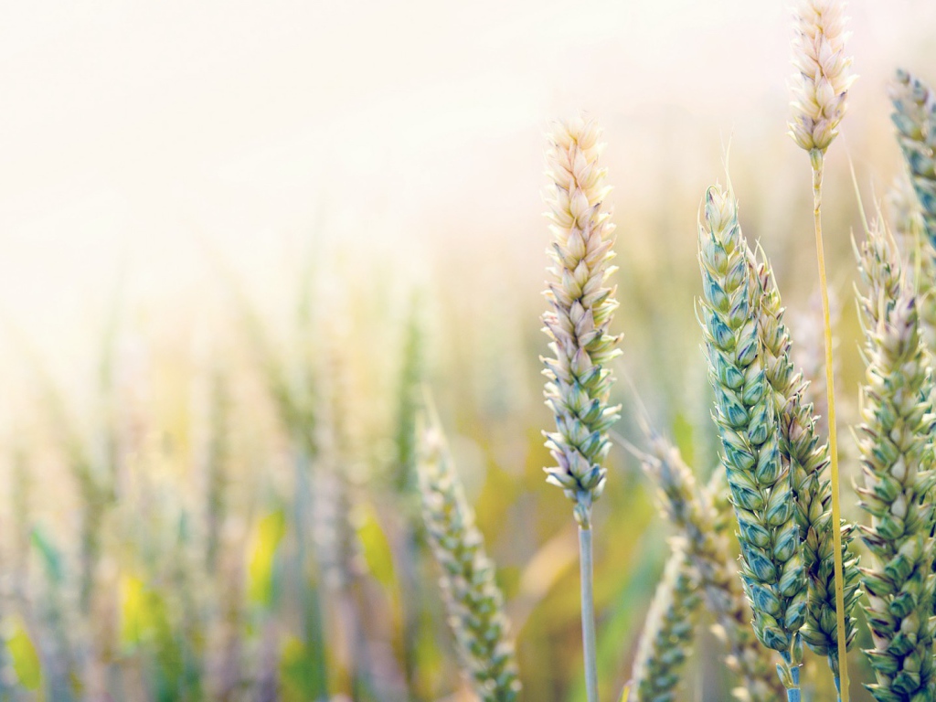 Незрелая пшеница