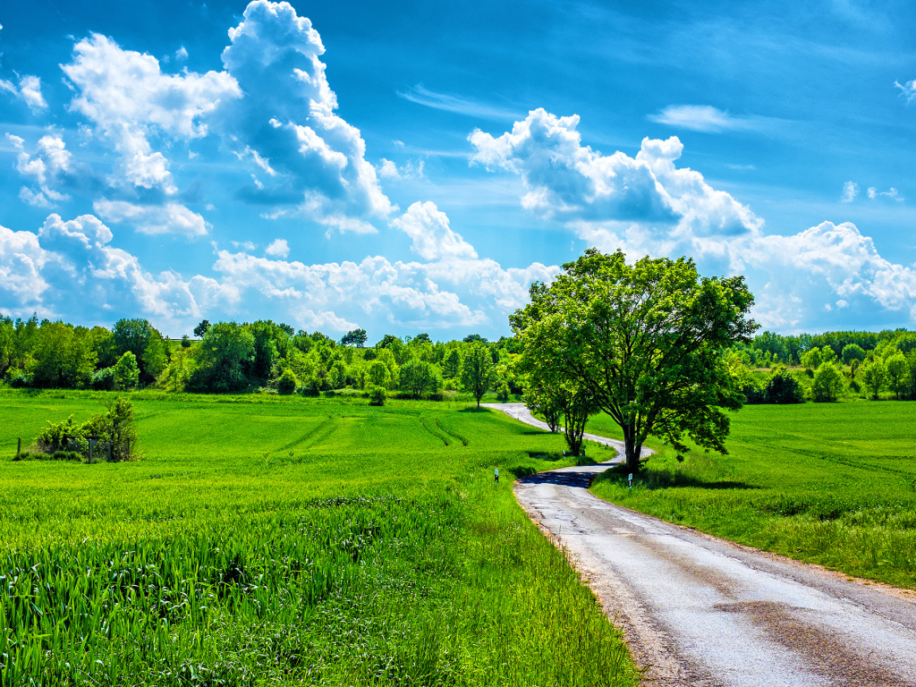 Летний день в поле