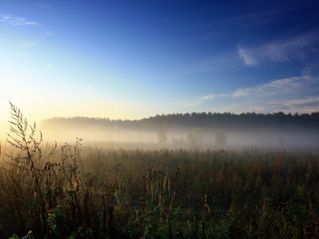Утренний туман над полем