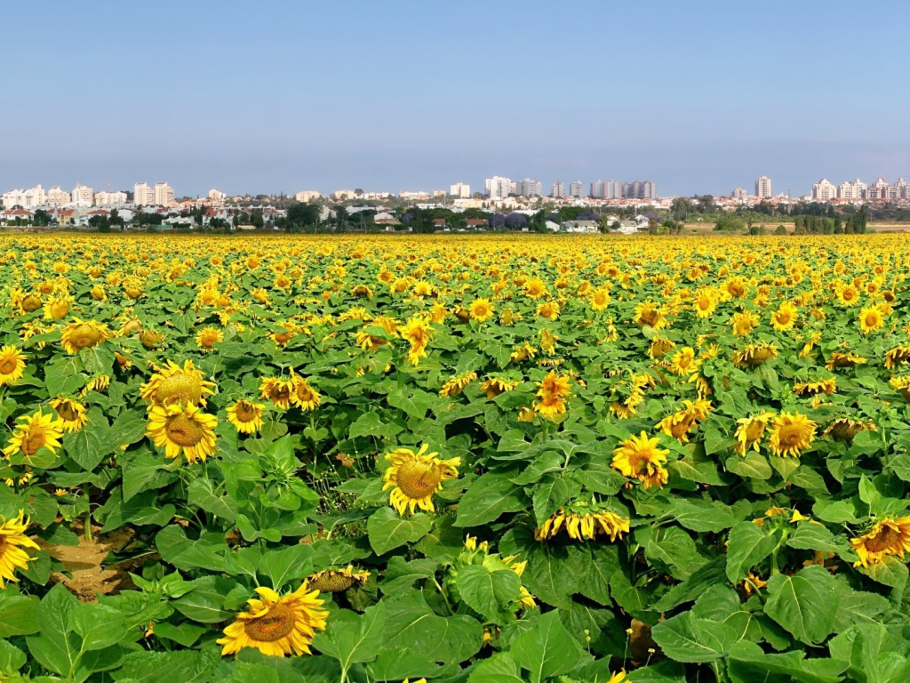 Поле подсолнечника