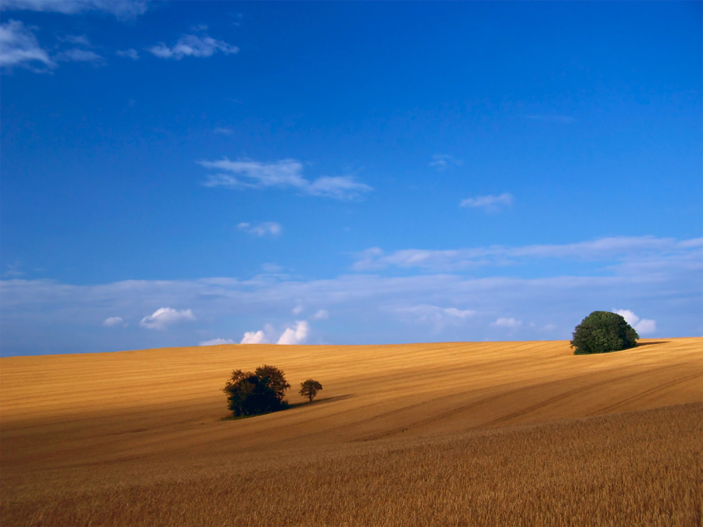 Пшеничное поле
