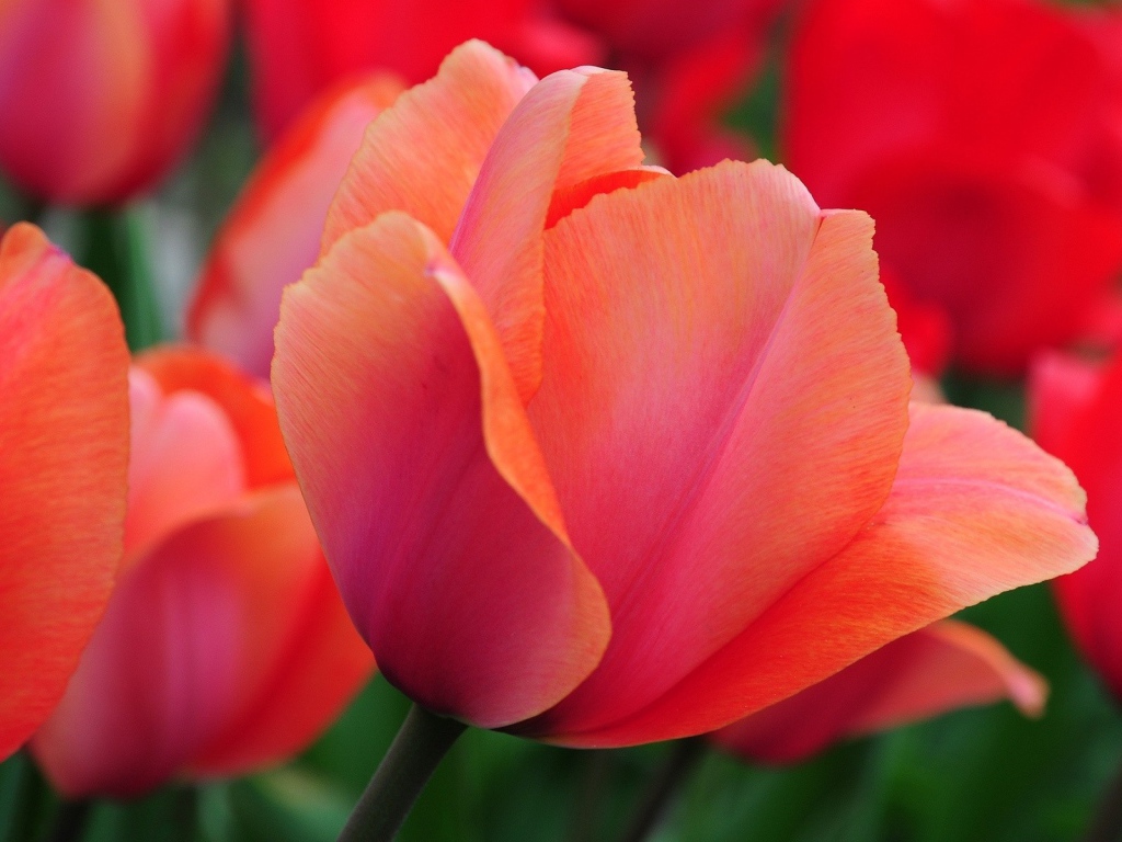 Красивый красный цветок