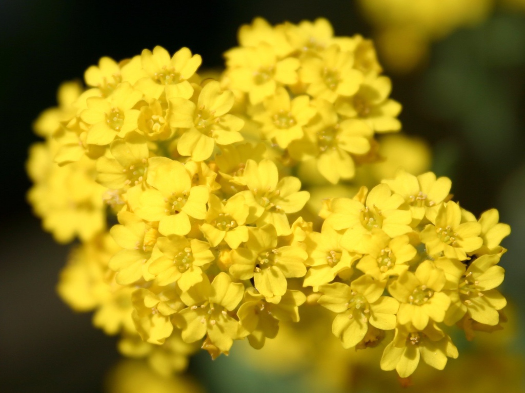 Садовые цветы алиссум на дачном участке