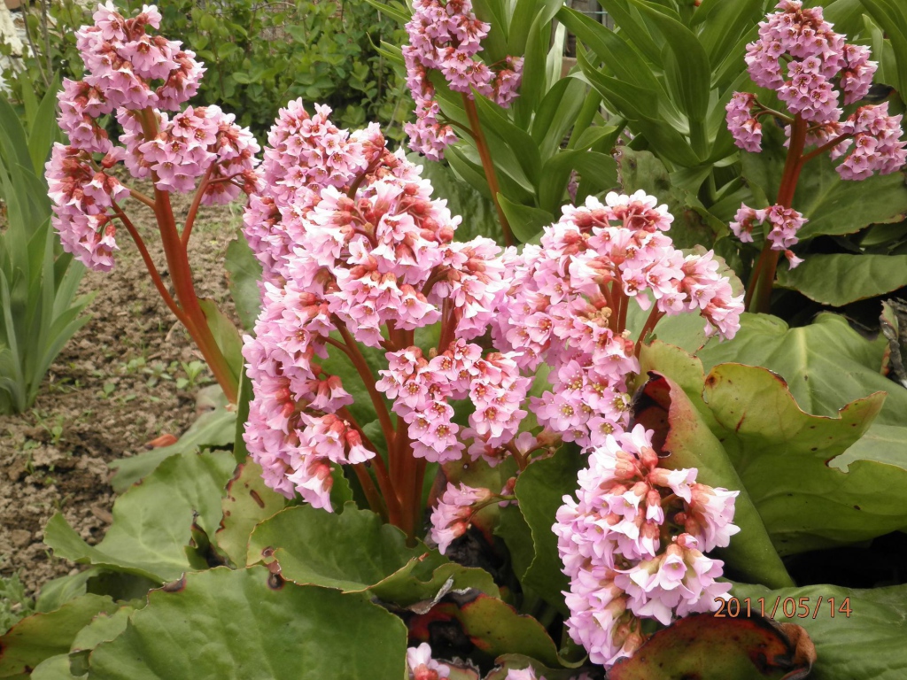 Бадан красивое многолетнее растение