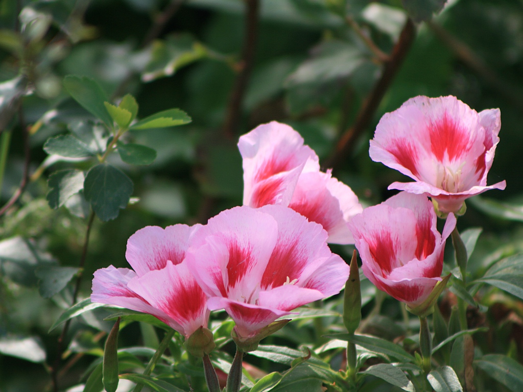 Красивая кларкия (годеция) в саду