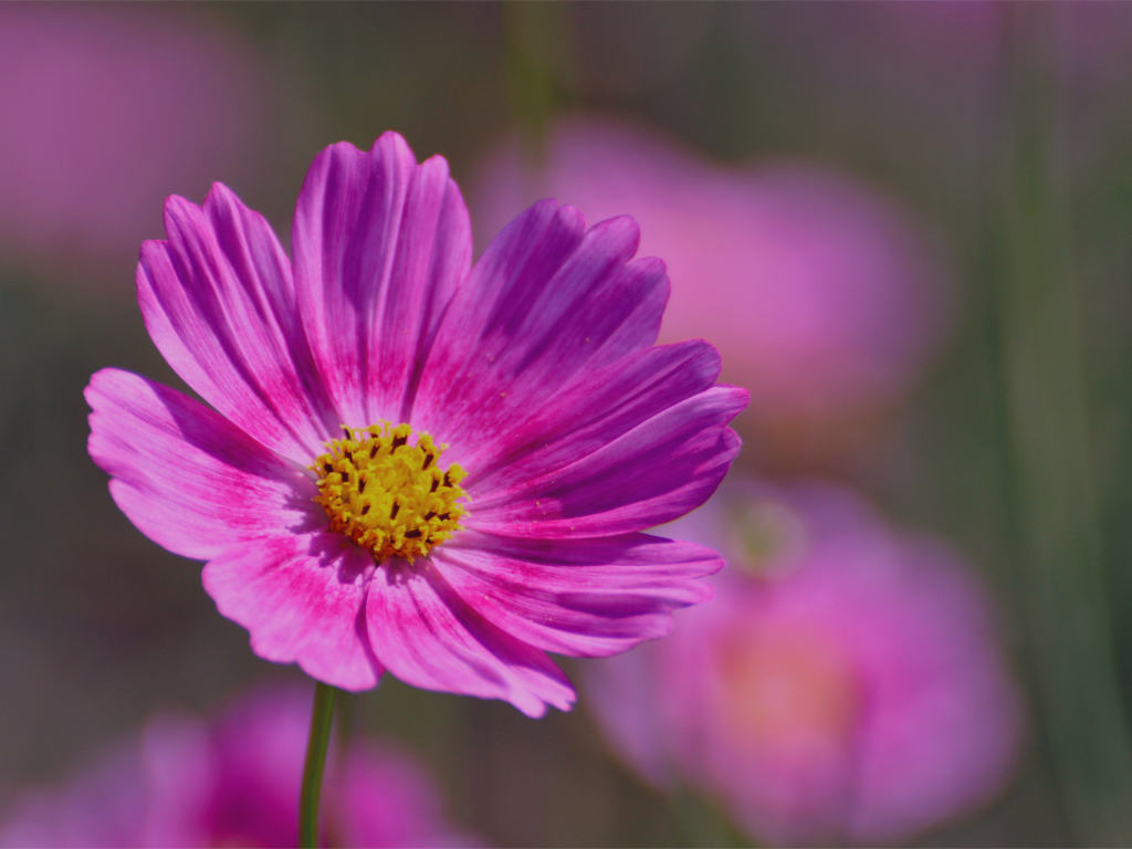 Красивая космея на дачном участке