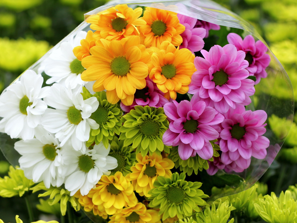 Красивые и яркие цветы хризантема