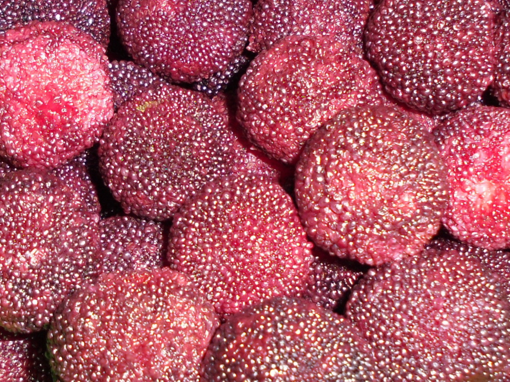 Красивые ягоды восковник из сада