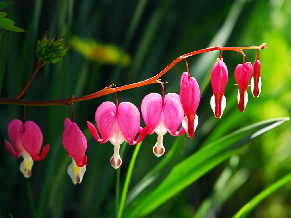 Красивые цветы дицентра в саду