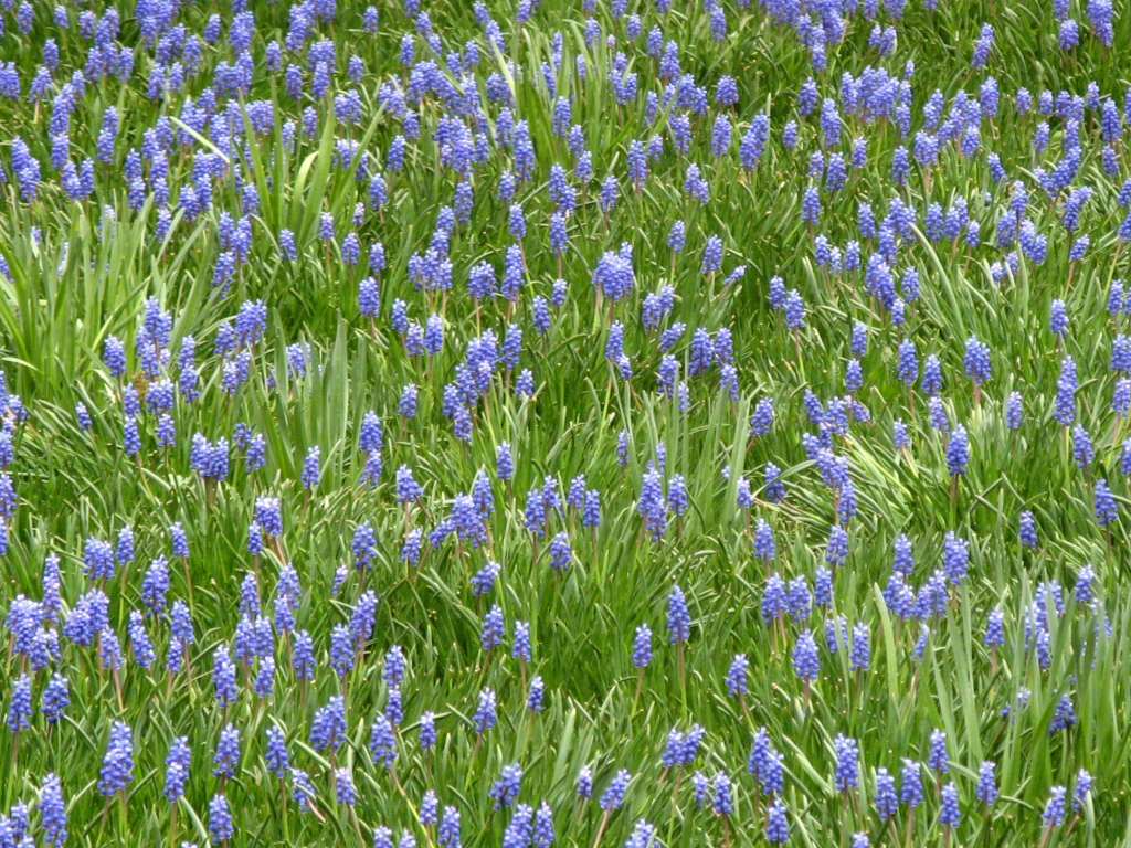 Красивый цветущий гиацинт на поляне