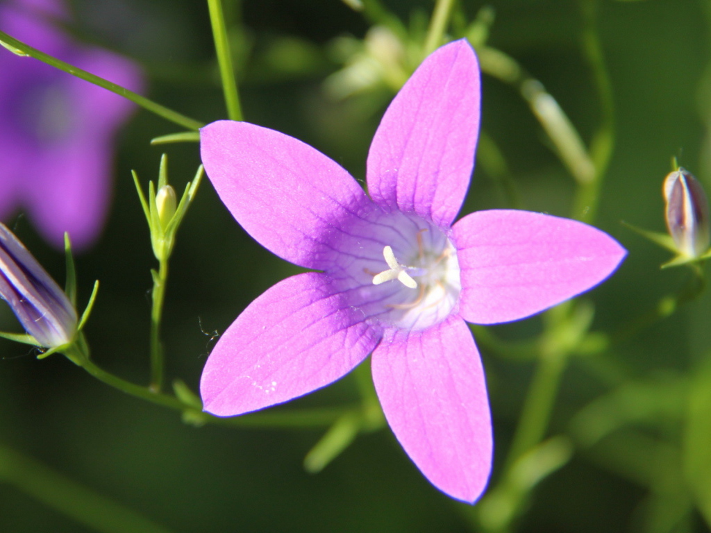 Красивые колокольчики на дачном участке