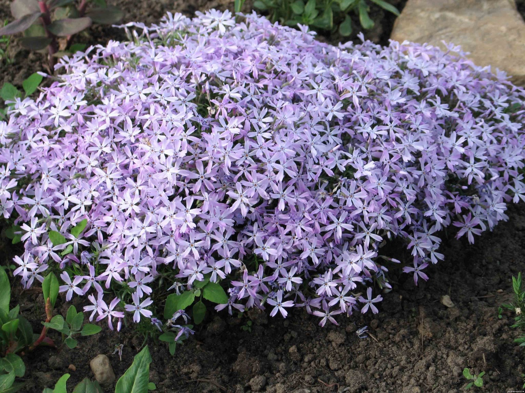 Красивый букет цветов флокс