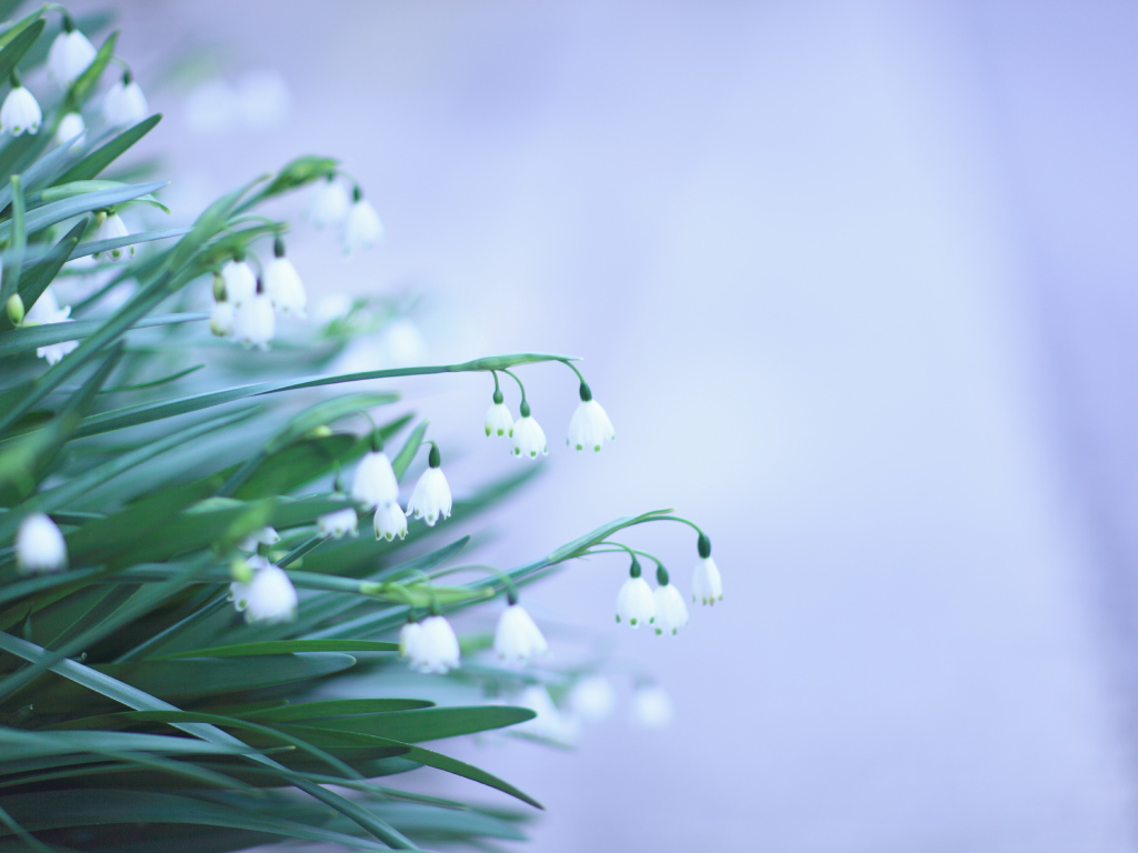 Красивый букет цветов подснежников