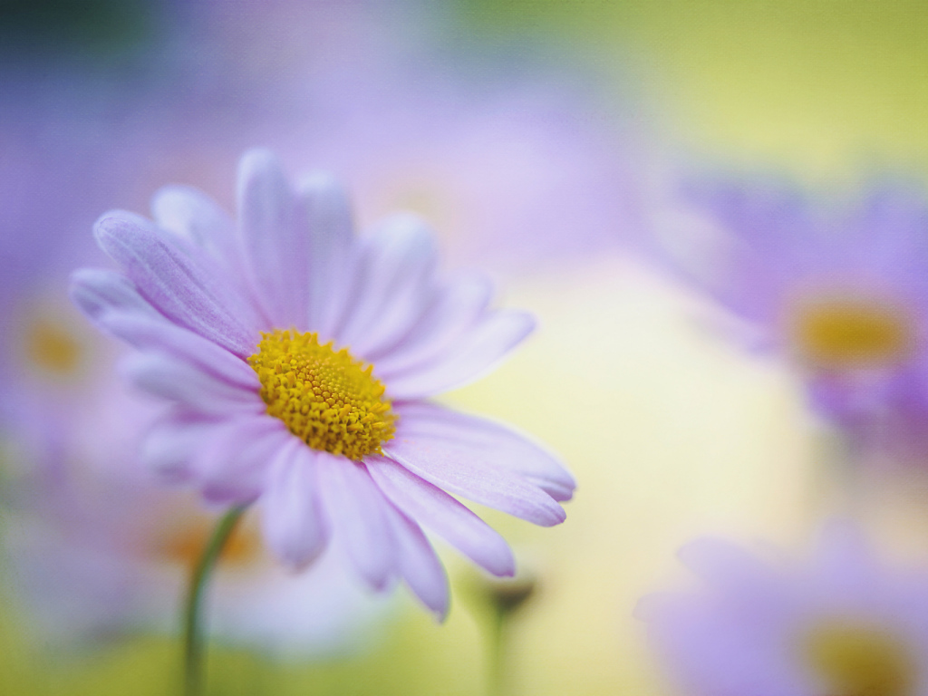 Красивые цветы маргаритки