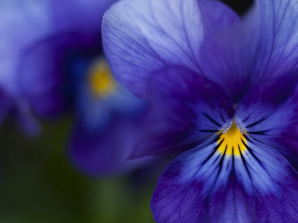 Красивые темно-синие анютины глазки