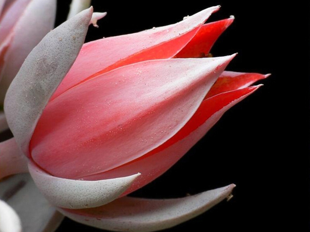 Красивая эхеверия (эчеверия) 