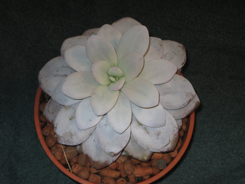 Красивая эхеверия (эчеверия) в саду