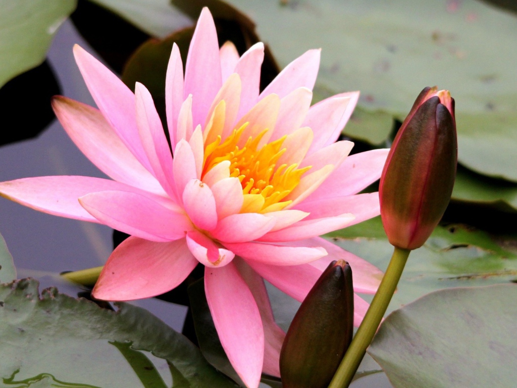 Красивый цветок нимфея на воде