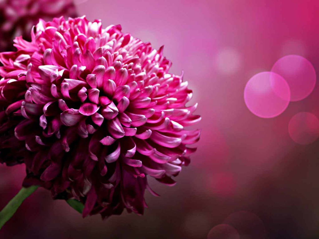 Красивый цветок астра