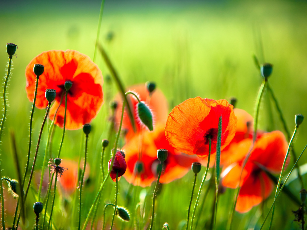 На солнце красивый цветок мак