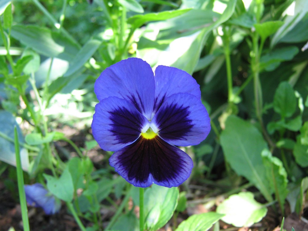 Красивый цветок анютины глазки