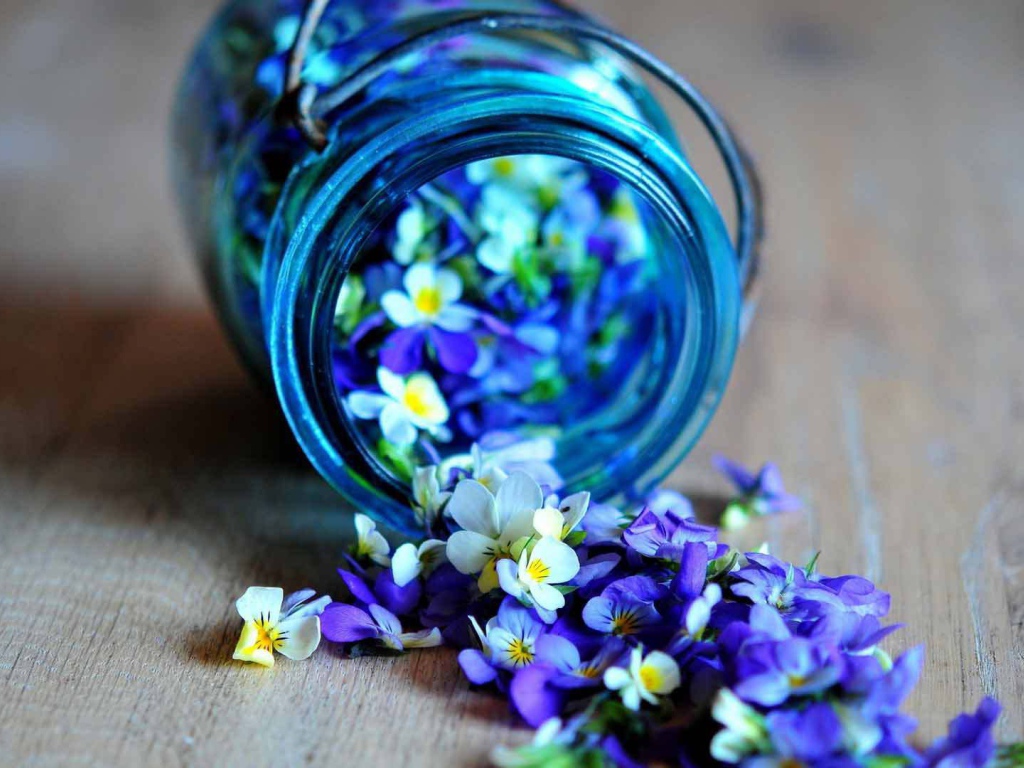 Красивые лепестки цветка виола