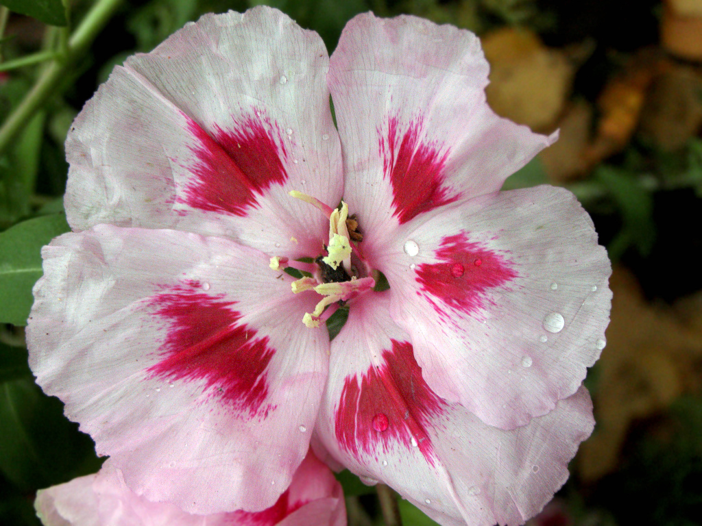 Красивые цветы кларкия (годеция) на клумбе в саду