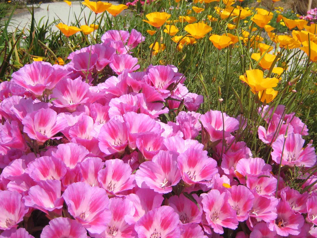 Красивые цветы кларкия (годеция) на поляне