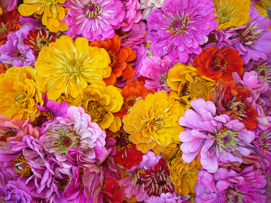 Красивые цветы цинния (циния) на поляне