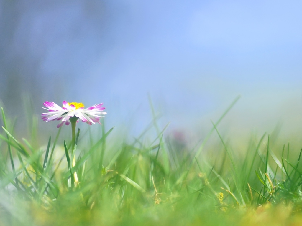 Прекрасные цветы маргаритки