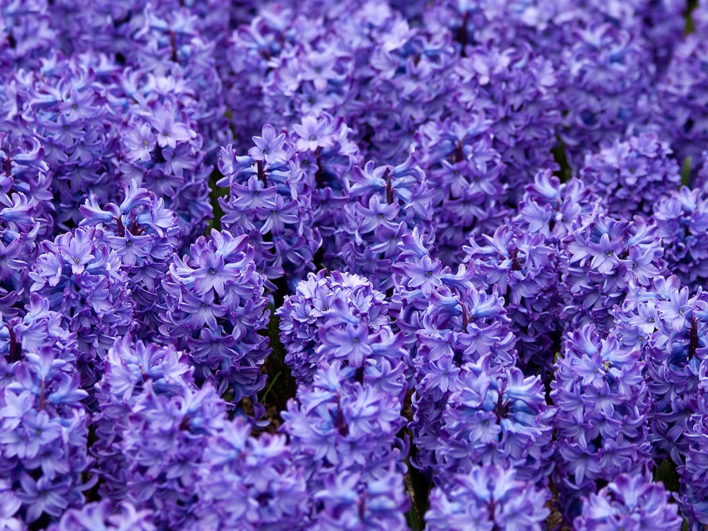 Красивые цветы гиацинты весной на поляне