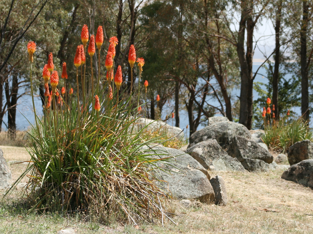 Красивые цветы кникофия на клумбе в саду
