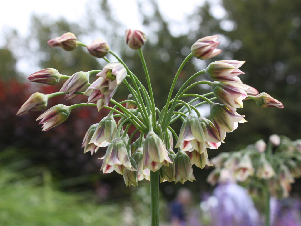 Красивые цветы нектароскордум в лесу