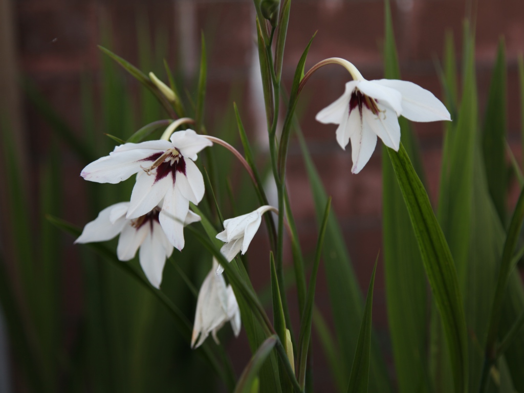 Красивые цветы ацидантера в саду