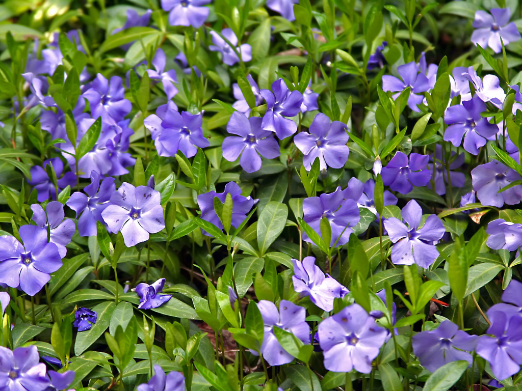 Красивые цветы барвинок в саду