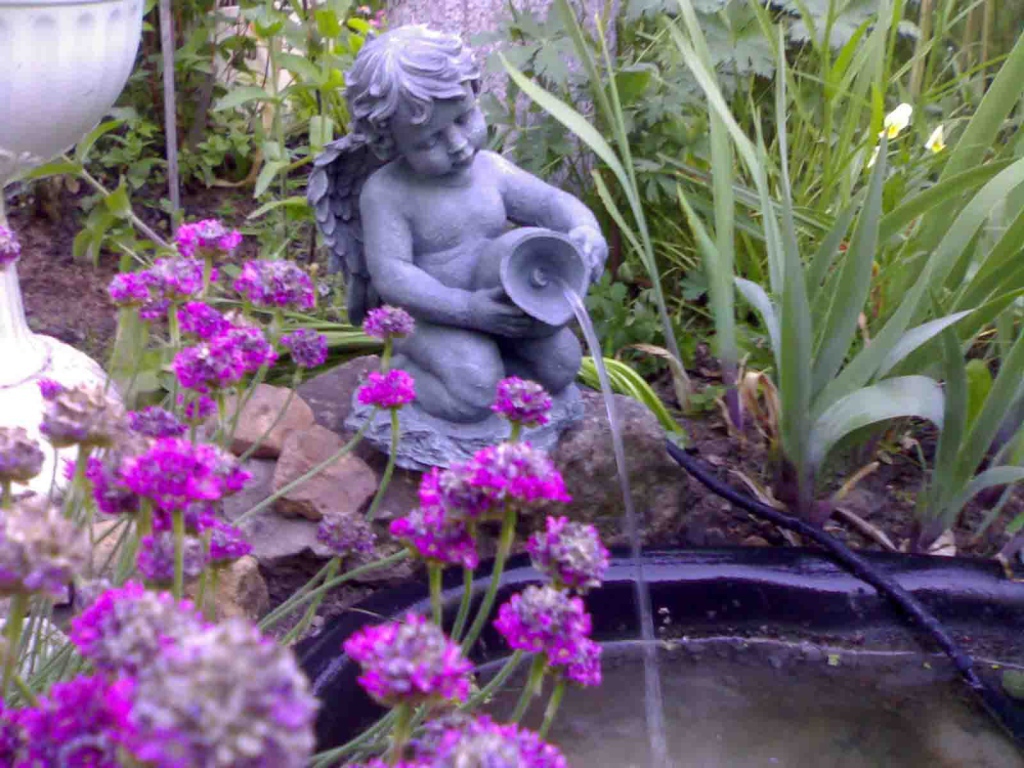 Красивые цветы армерия в саду