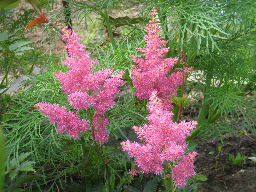 Красивые цветы астильба в парке