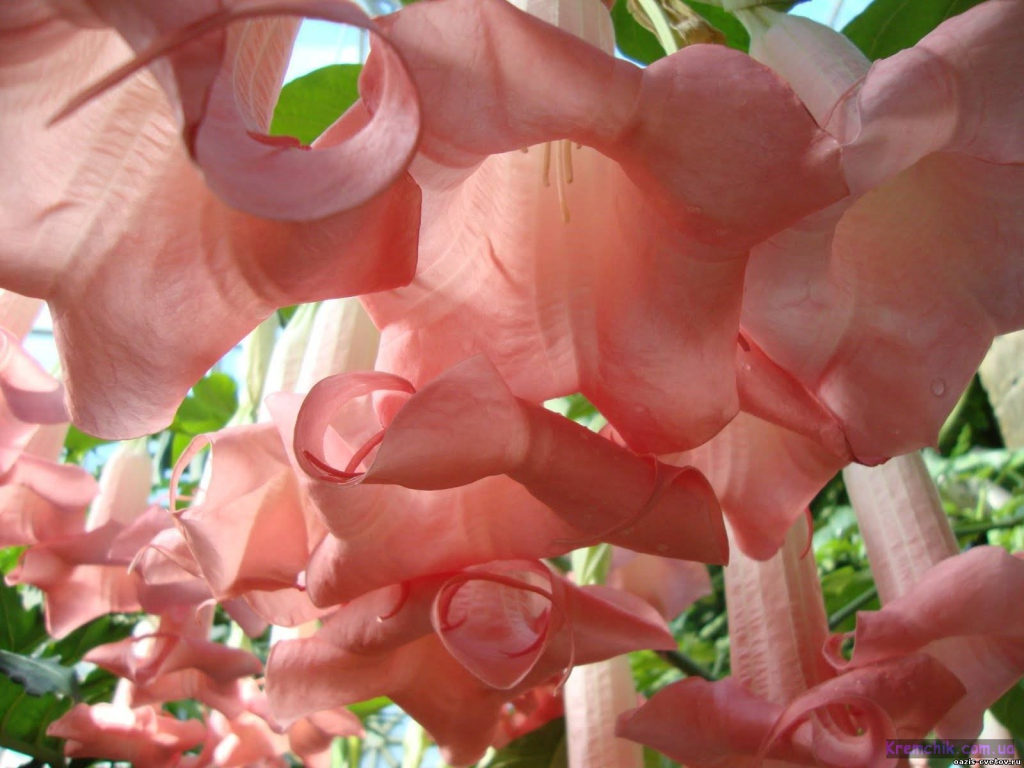 Красивые цветы бругмансия в парке