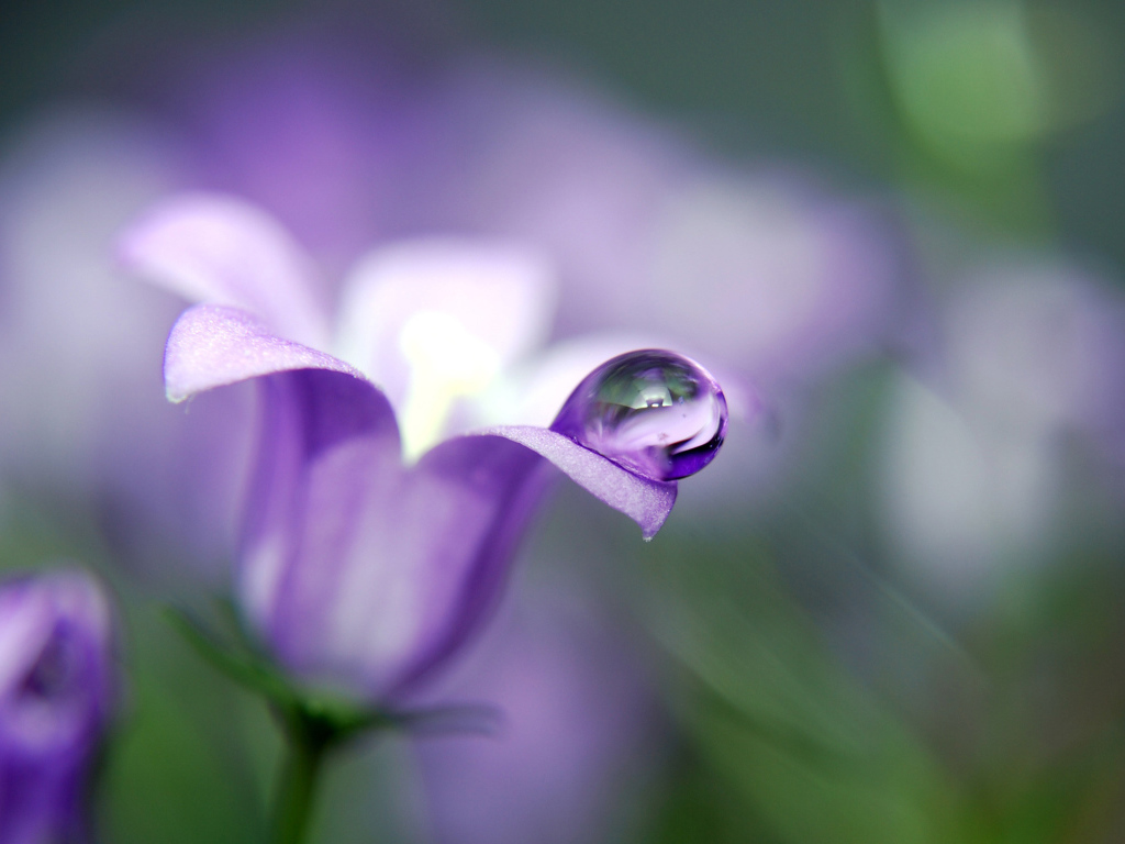 Красивые цветы колокольчик в парке