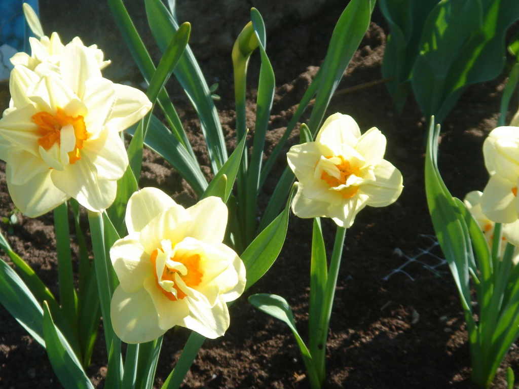 Красивые цветы нектароскордум в парке