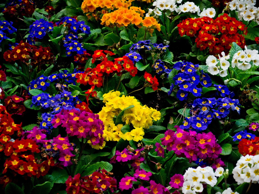 Красивые цветы примула в парке