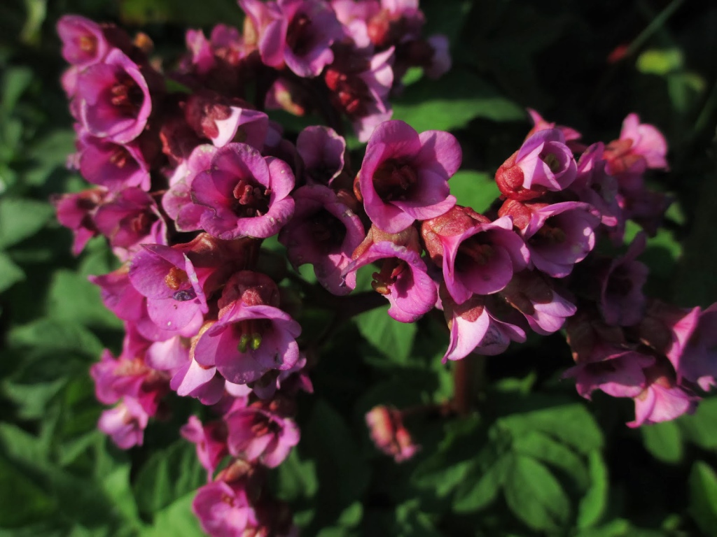 Красивые цветы бадан в парке