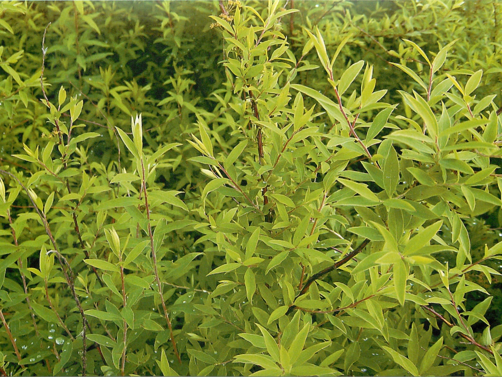 Красивые цветы спирея в парке