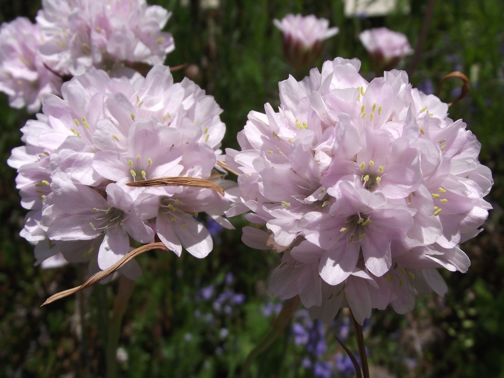 Красивые цветы армерия в парке