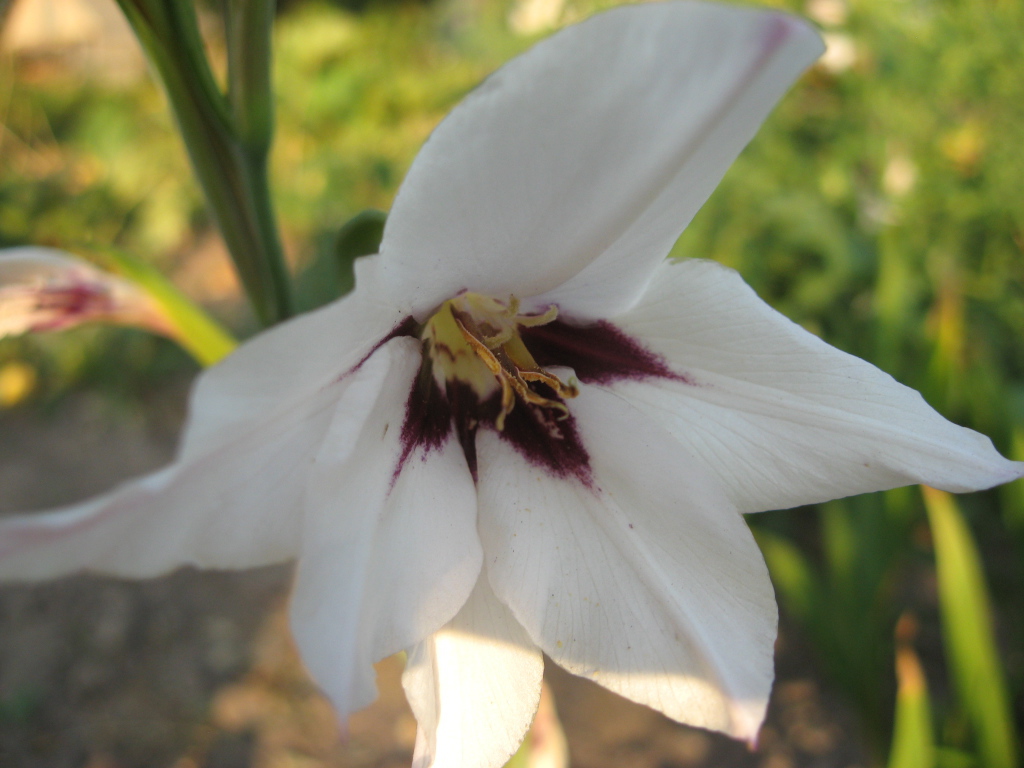 На поляне красивые цветы ацидантера