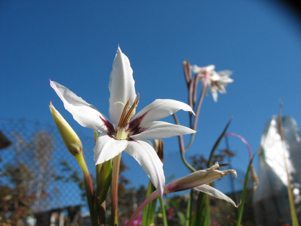 Красивые цветы ацидантера на поляне