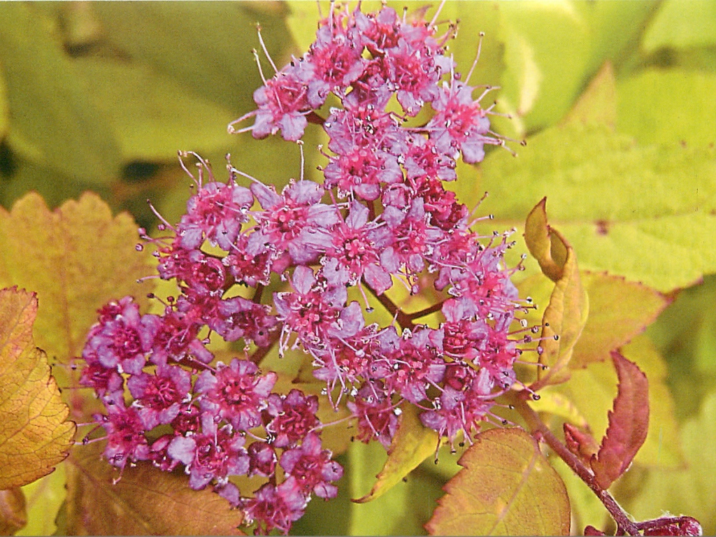 На поляне красивые цветы спирея