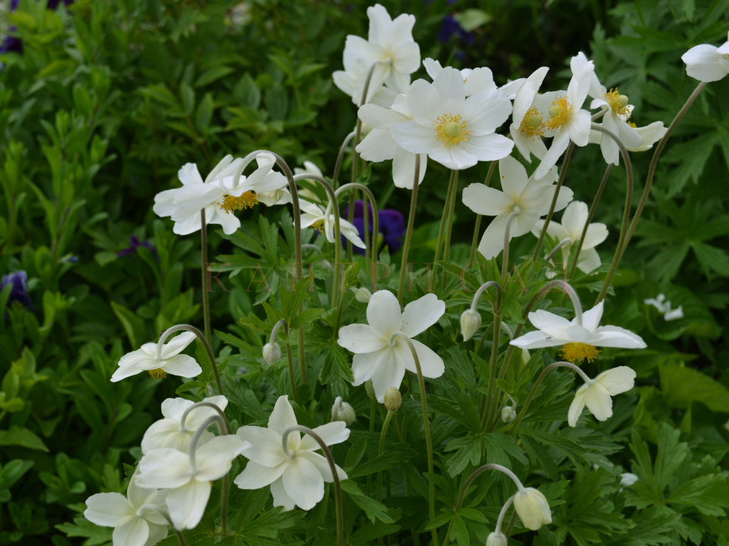 Красивые цветы анемона на поляне