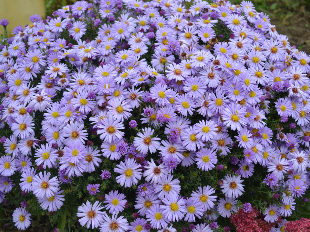 На поляне красивые цветы астра