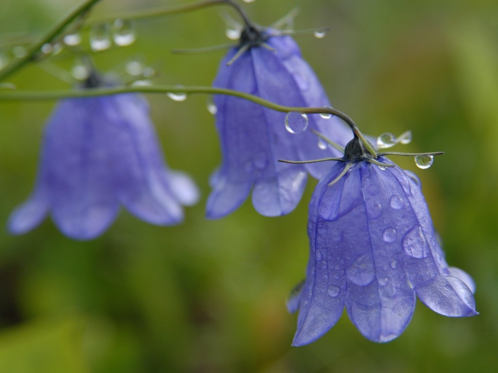 На поляне красивые цветы колокольчики